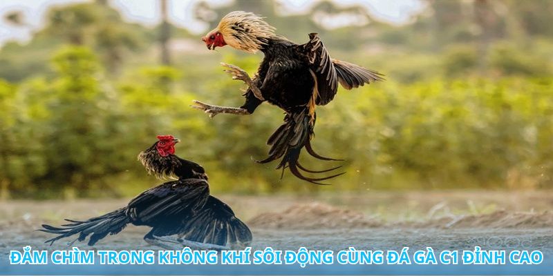 Căng thẳng từng giây với những màn đối đầu đá gà C1 mãn nhãn