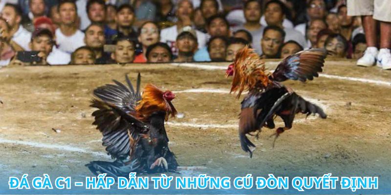 Đá gà C1 – Giải trí đỉnh cao cùng cơ hội chiến thắng hấp dẫn