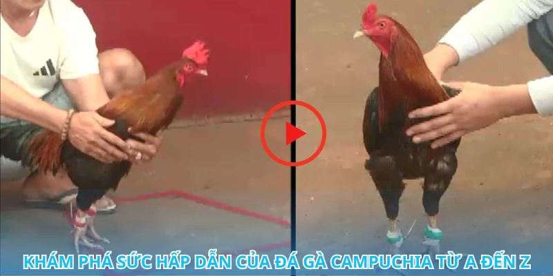 Đá gà Campuchia – nơi hội tụ của những trận chiến gay cấn