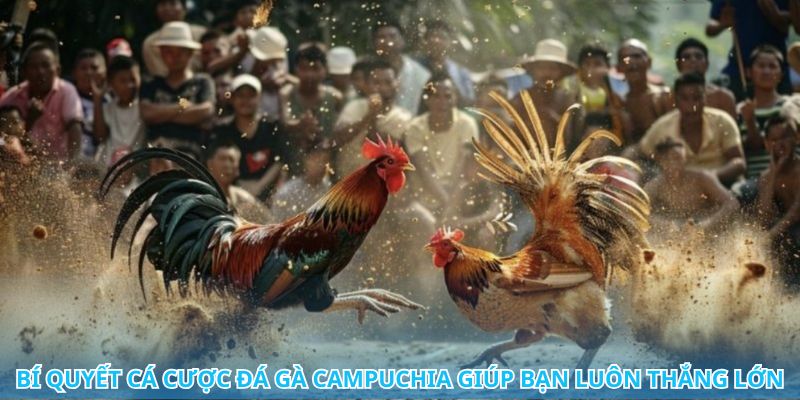 Đá gà Campuchia online với tỷ lệ cược cực kỳ hấp dẫn