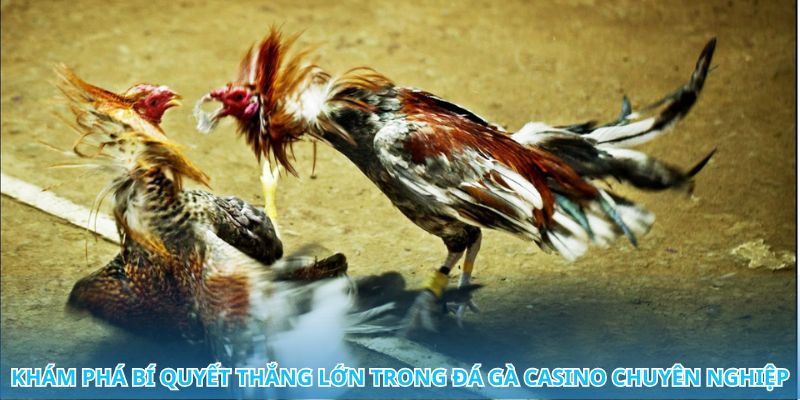 Đá gà casino – Kết hợp hoàn hảo giữa giải trí và làm giàu