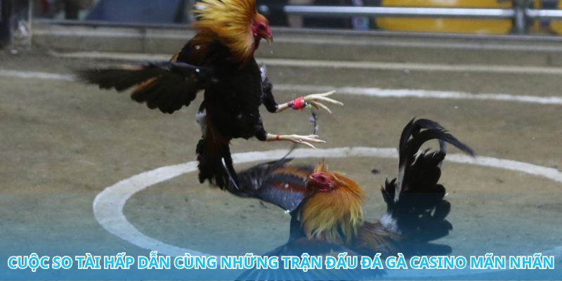 Đá gà casino – Nơi thử thách và cảm xúc đan xen từng giây