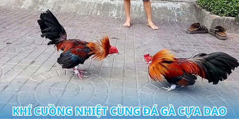 Đá gà cựa dao – Trận đấu quyết liệt, căng thẳng từng phút