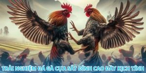 Đá Gà Cựa Sắt Trực Tiếp Từng Trận Đấu, Hồi Hộp Nghẹt Thở