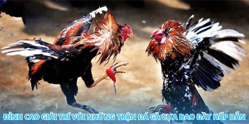 Khám phá nghệ thuật và sự tinh tế trong đá gà cựa dao