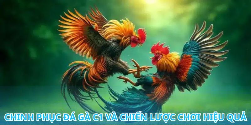 Khám phá sức hút đặc biệt từ các trận đấu gà C1 chuyên nghiệp