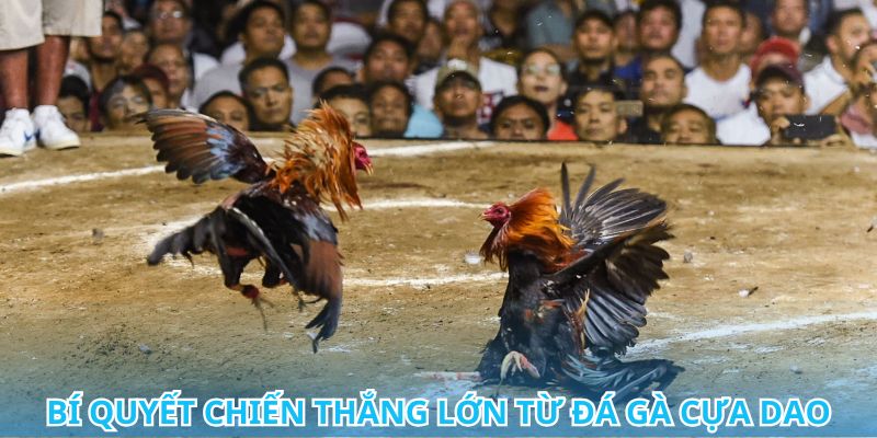 Khám phá thế giới đá gà cựa dao và những chiến kê dũng mãnh