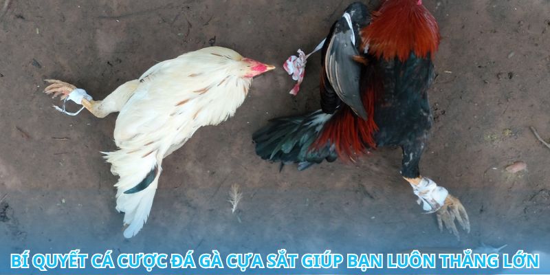 Mẹo lựa chọn chiến kê đá gà cựa sắt cho chiến thắng dễ dàng