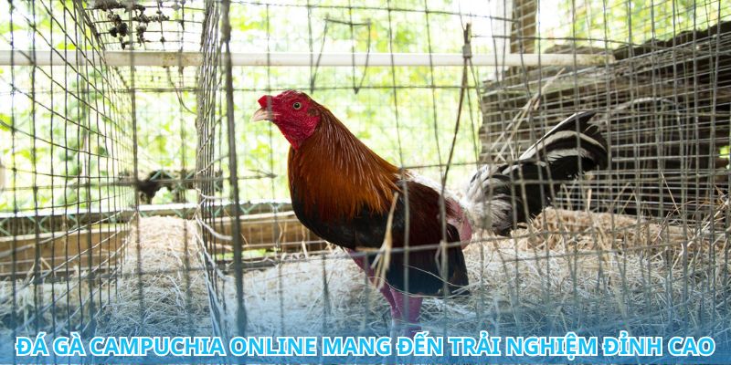 Những kỹ năng cá cược đá gà Campuchia không thể bỏ qua