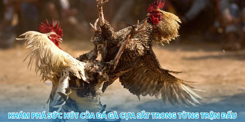 Tất cả những điều bạn cần biết về đá gà cựa sắt trực tuyến